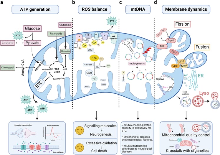 Mental Health Insulin Resistence.png 4