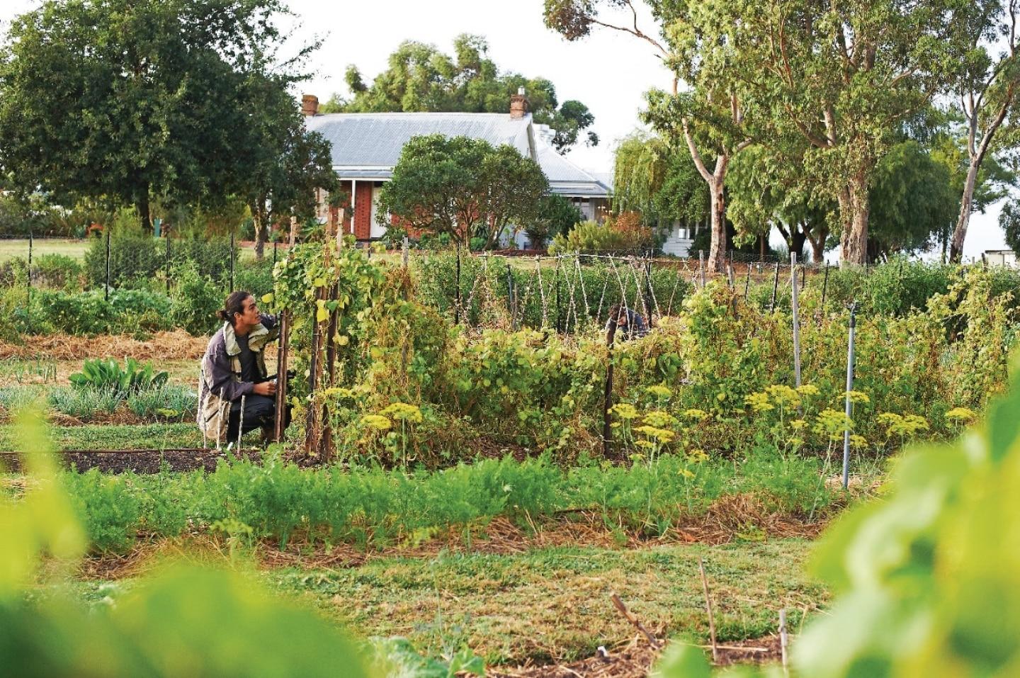 farmer and whole food